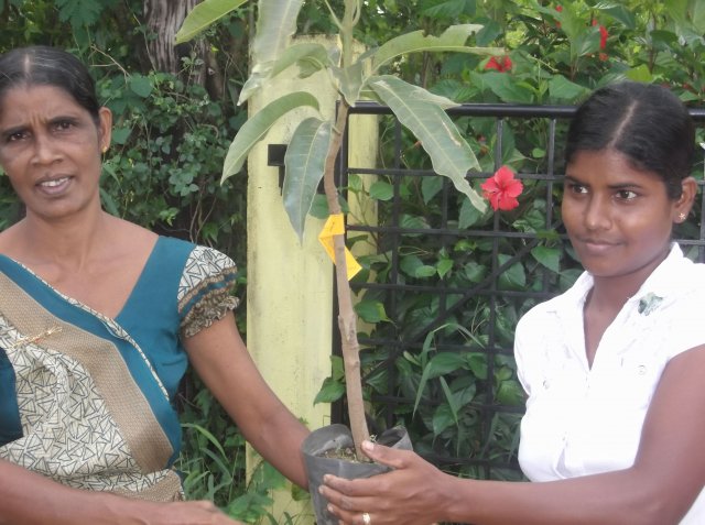 Providing Green Plants -Samurdi