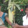 Providing Green Plants -Samurdi